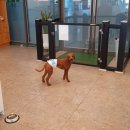 대구반려동물산업협동조합 함개하자냥 이미지