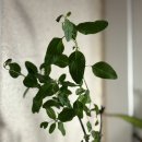 샐비어 | 꽃담은나무 세이지 샐비어 꽃 화분 식물 키우기 야생화