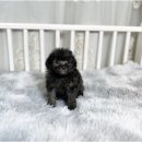 타이니켄넬 이미지