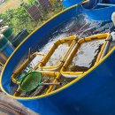 인천수산 | 대하 맛집 [인천수산대하양식장] 내돈내산후기