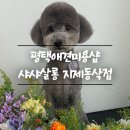 샤샤살롱 지제동삭점 | 스트레스 없는 평택 애견미용실 :: 샤샤살롱 지제동삭점