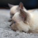 파주24시동물병원 이미지