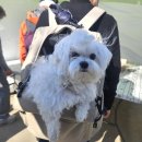 마음 품은 캘리그라피 | 전라도 당일치기 여행 | 광양매화축제 개화 현황 실시간 및 축제 기간