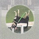 이끌림동물병원 | 용인 강아지파양 폼스키 입양 후 겪은 뜻밖의 현실