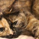 모현동물병원 이미지