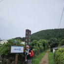 제주올레길 14-1코스,13코스;2025년07월16일[오설록녹차밭~저지예술정보화마을~용수리/용수교차로] 이미지