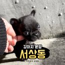 서상동144 | 김해 서상동 강아지분양 생👶후 2개월 꼬물이들👶 유앤미펫 김해점