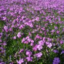 송천목장 이미지