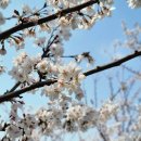 낙동제방 연육교 엘리베이터 앞 | 부산 삼락생태공원 피크닉 후 걷기 좋은 벚꽃길과 주차장 정보