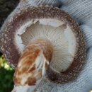 이상구표고농장 이미지