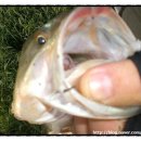 가자남쪽나라 이미지