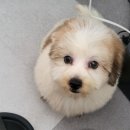 멍멍나래 애견미용 이미지