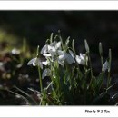 Snowdrop &amp; Spring Snowflake 이미지