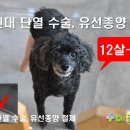 전동물병원