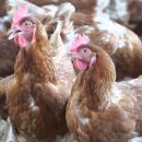 후다닭농장 이미지