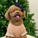 다니엘 동물병원 이미지