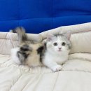 작고 소중해 이미지