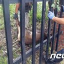 교동멧돼지 이미지