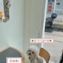 댕댕스토리 이미지