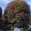 동백목장2 이미지