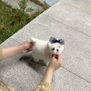 펍스 - 13212 | 펍스