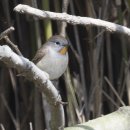 멱에 검은 선이 있는 흰꼬리딱새(Taiga Flycatcher) 이미지