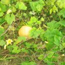 푸른잔디 이미지