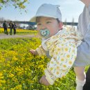 낙동로 | 창녕 낙동강 남지 유채꽃 축제 개화 주차 주차장 아이와 후기