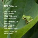 청개구리 이미지
