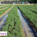 가야농원 이미지