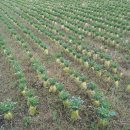 함덕연대 이미지