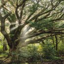 호텔향기 이미지