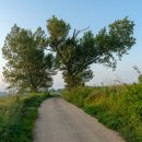 고무다리길 이미지