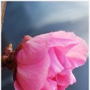 홍매화 민박 이미지