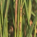 효사과원 | 농촌진흥청 주간농사정보 2022.8.1~8.7