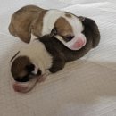 리틀파우스 이미지