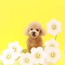 원 그루밍 이미지