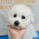 왈츠 동물병원 이미지