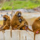 그루밍펫 이미지