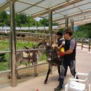 숲속 동키마을 캠핑장 이미지