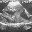 왕십리동물병원 이미지