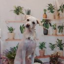 코코펫살롱&호텔 이미지