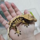 게코정