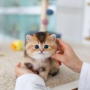 동백 죽전대로5 | 죽전고양이분양 골드브리티쉬숏헤어 남아 '맘보' 소개해요~!!