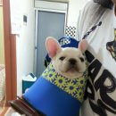 제리장군 Daum카페