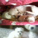 다 Daum카페