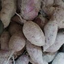 광성 농장 이미지