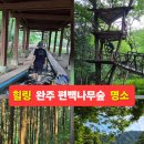 완주 여행 여름 가볼만한곳 완주 상관 편백나무숲 실제 방문 후기