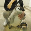 화