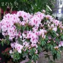 보림화훼